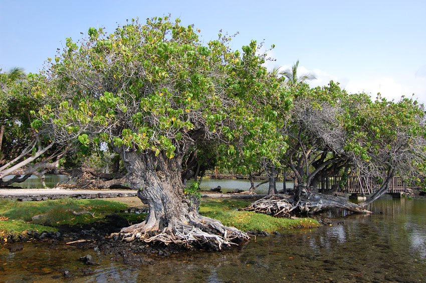 Ancient Hawaiian fishponds