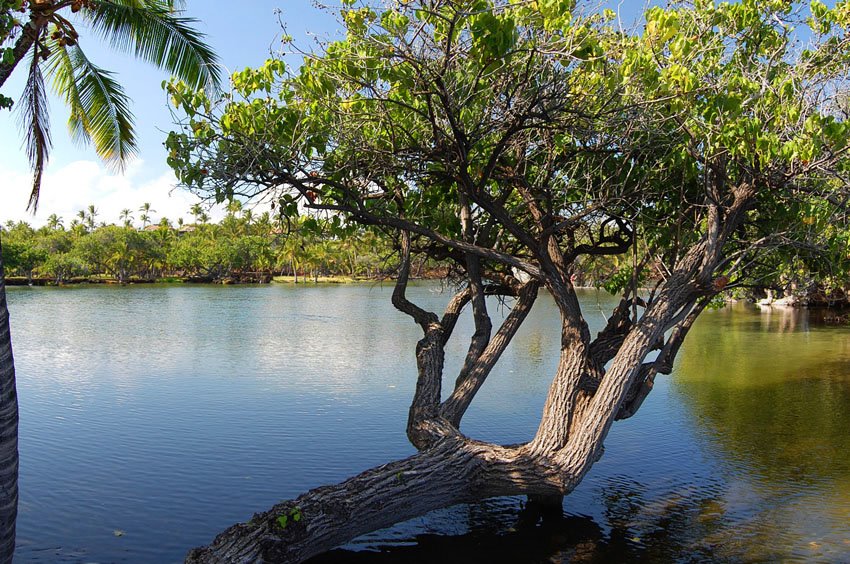 Ancient Hawaiian fishponds