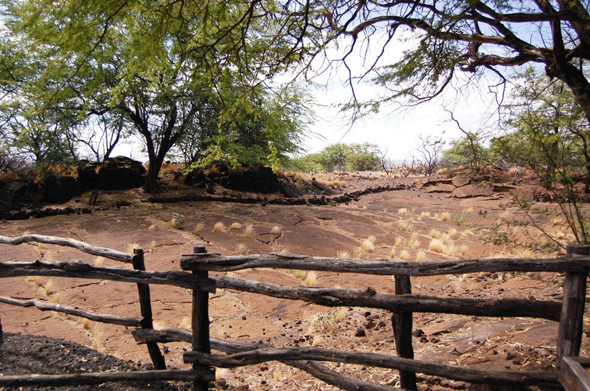 Petroglyph field