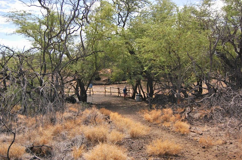 Trail has many kiawe trees