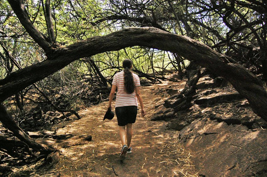 Trail to the petroglyphs