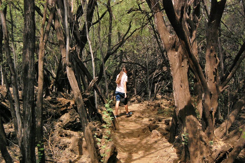 Trail to Puako petroglyphs