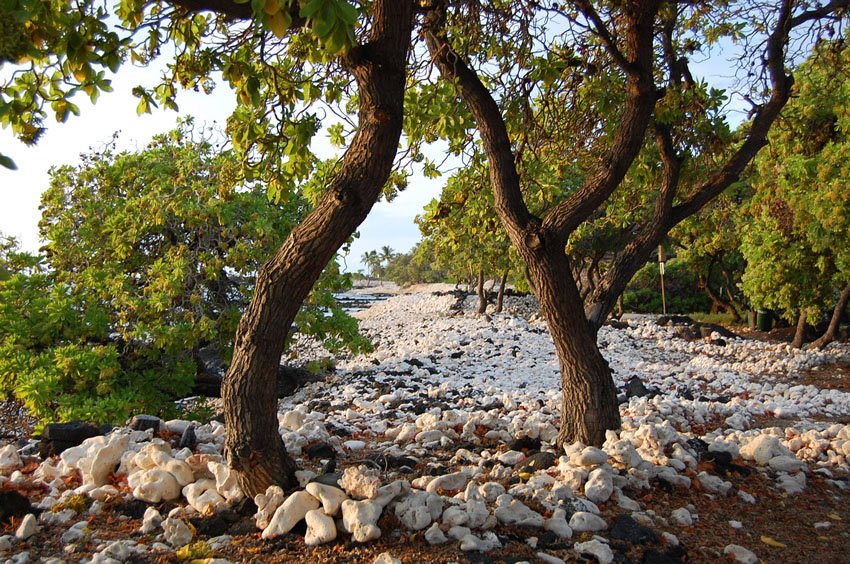 Shoreline tree