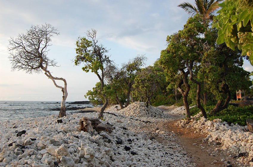 White coral rubble