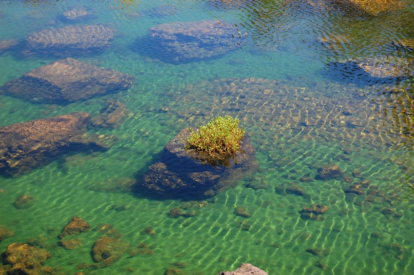 Shallow brackish water pond