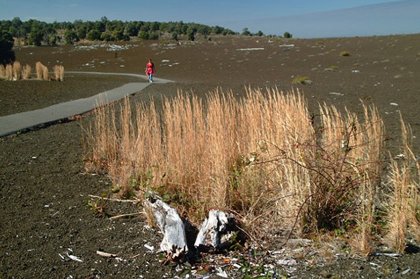 Devastation Trail