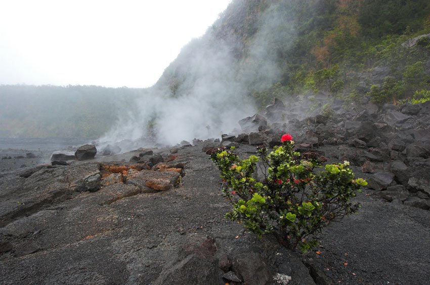 Volcano flora