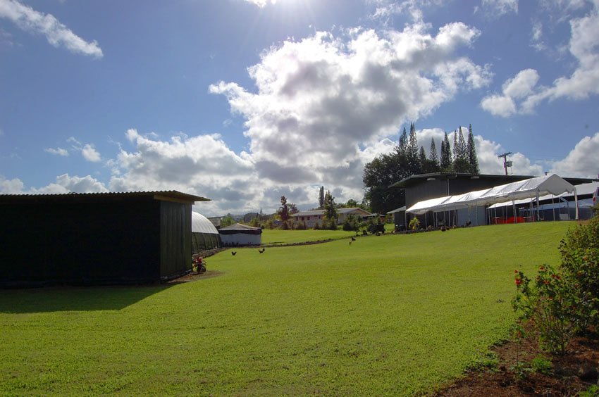 Coffee farm