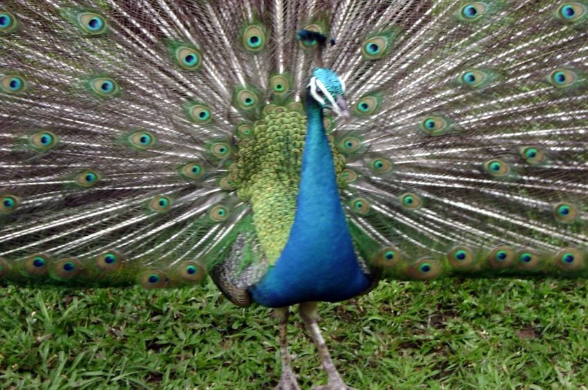 Beautiful peacock