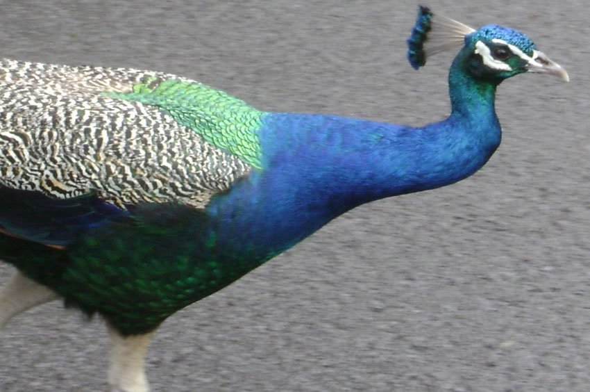 Peacock