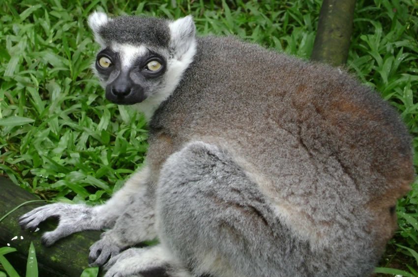 Ring-tailed lemur