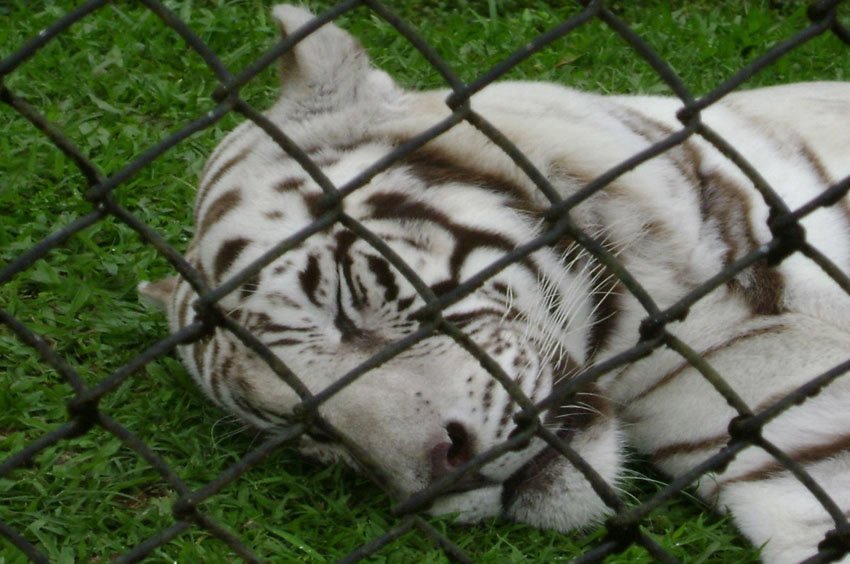 White Bengal tiger