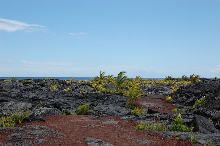 Palm trees on lava rocks