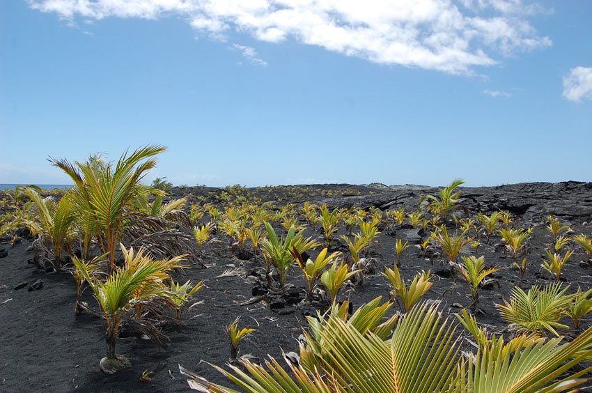 Palm trees planted on the lava field