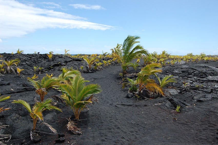 New Kaimu Beach trail