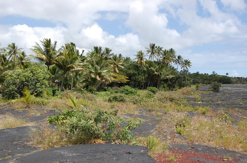 Tropical surroundings