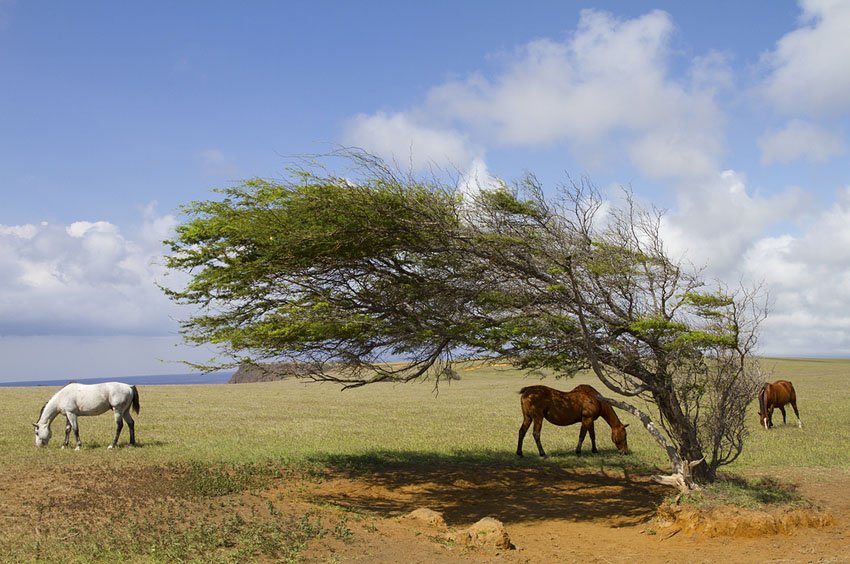 Wind-blown tree at South Point