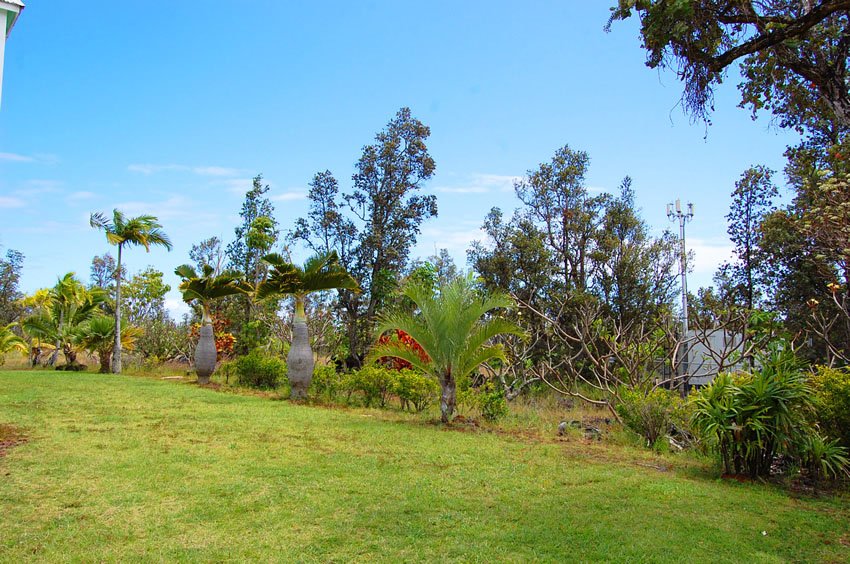 Tropical garden