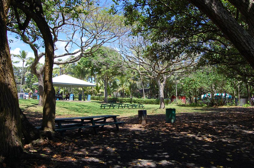 Plenty of shade in the park