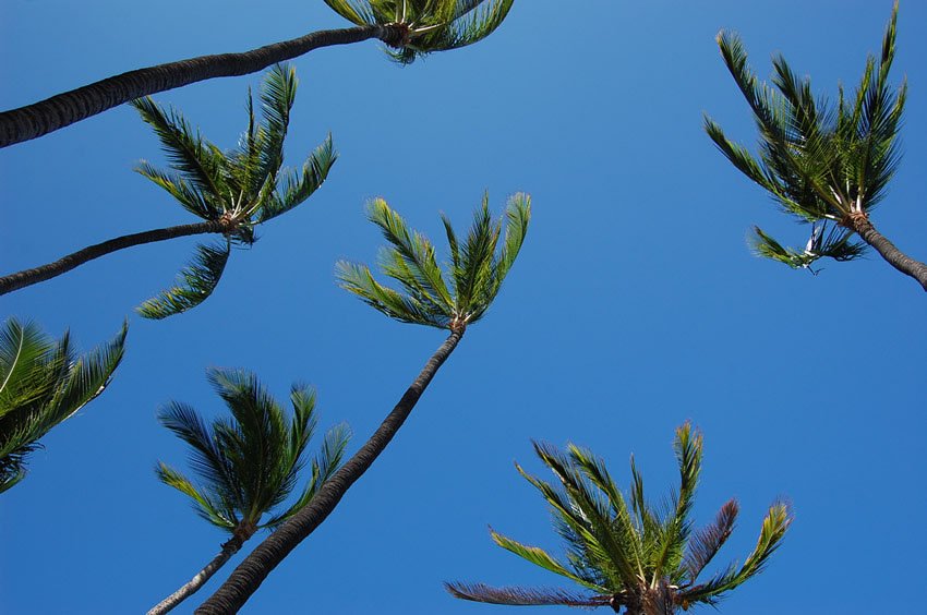 Anaeho'omalu Beach palm trees