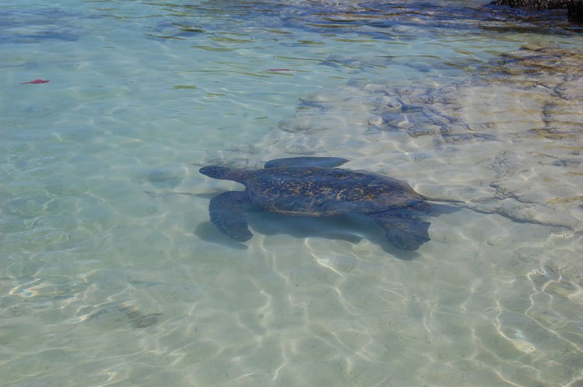 Hawaiian green sea turtle