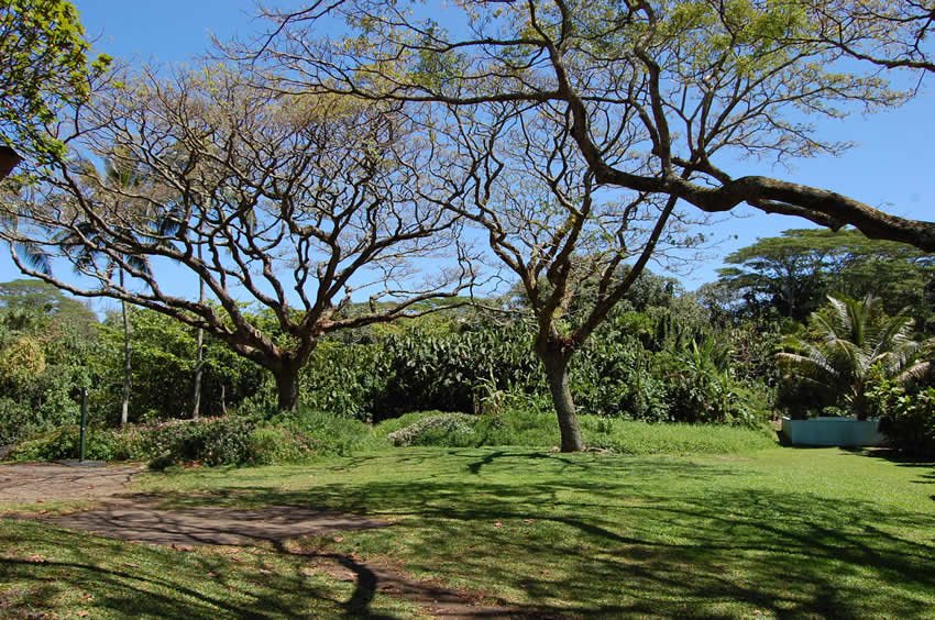 Park trees