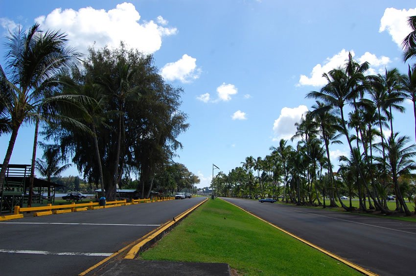 Many trees in the park