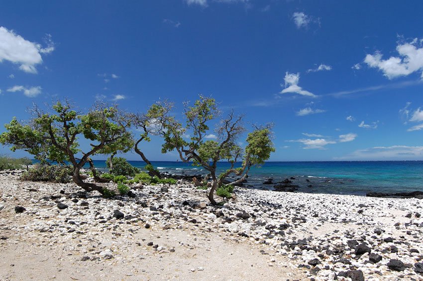 Beach vegetation