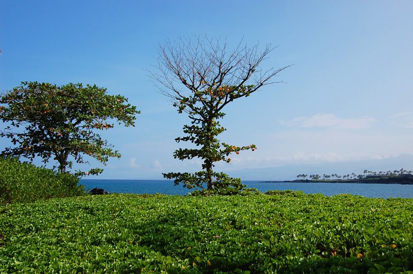 Beachfront naupaka