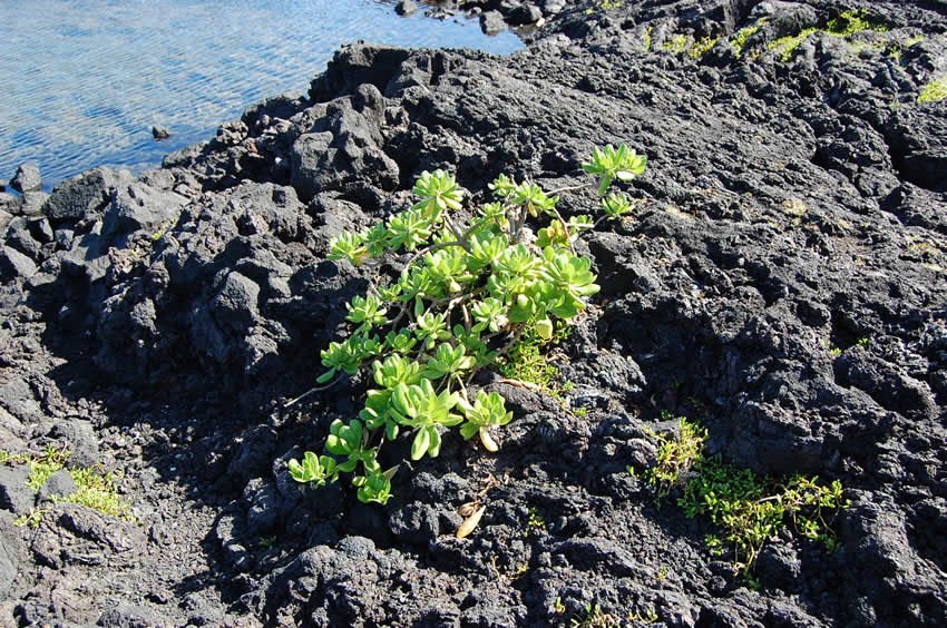 Plants growing on lava rocks