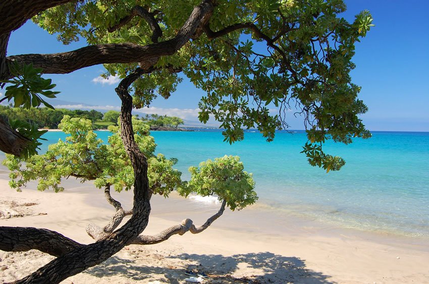 Beachfront tree