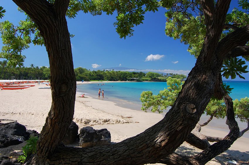 Beachfront tree