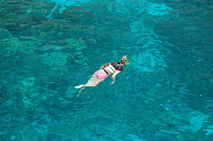 Snorkeling at Kealakekua Bay