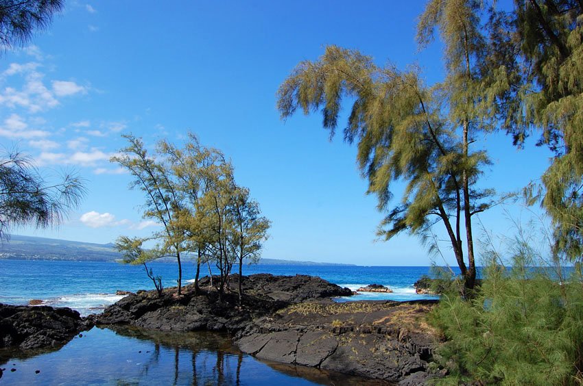 Beachfront trees