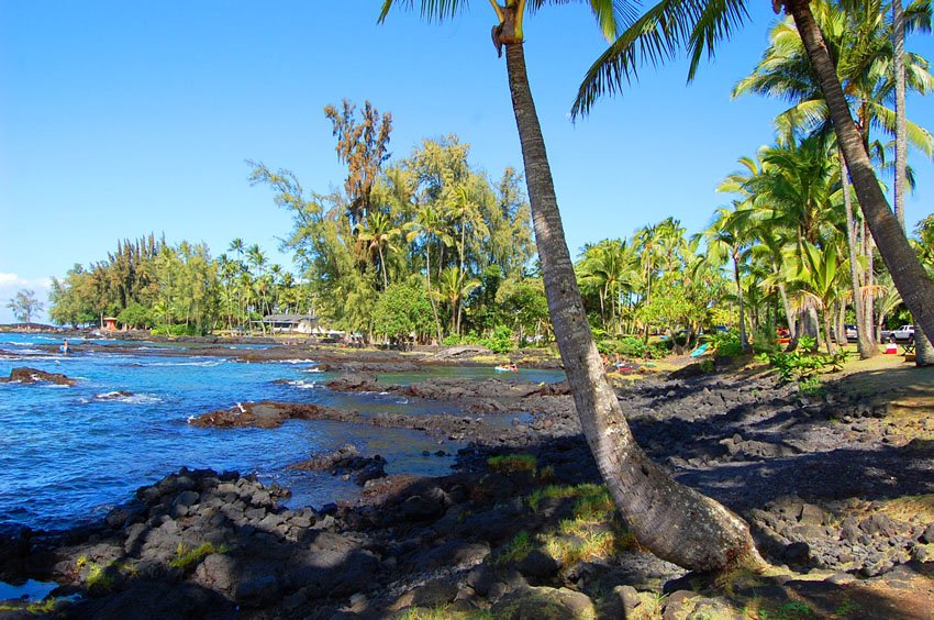 Beachfront trees