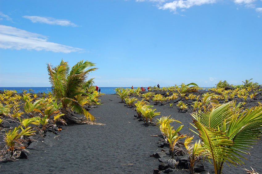 Trail to the beach