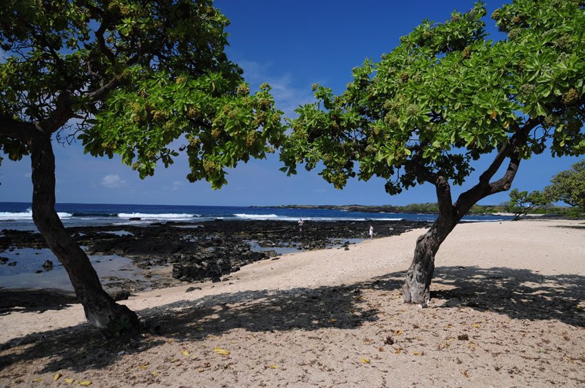 Beachfront trees