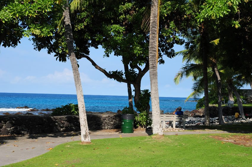 Oceanfront trees