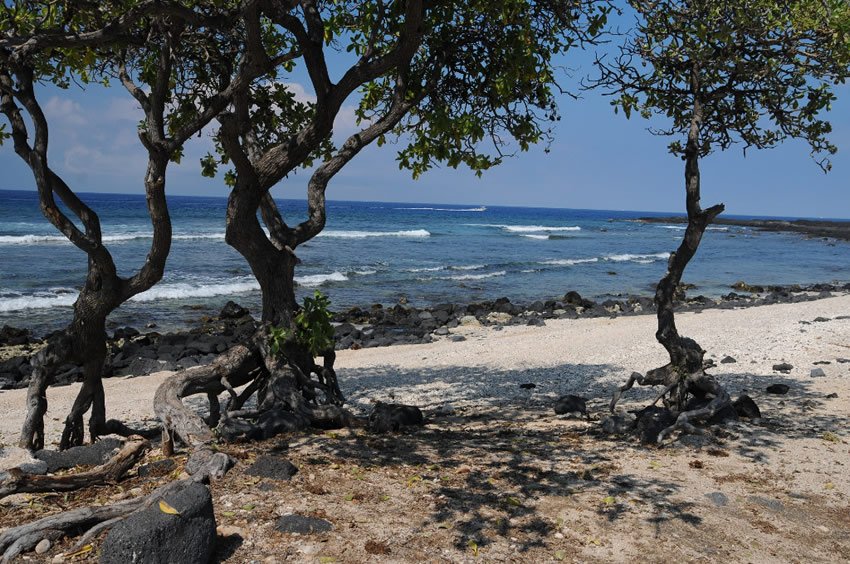 Beach trees