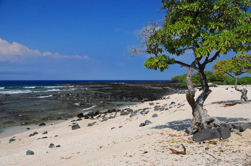 Pine Trees Beach