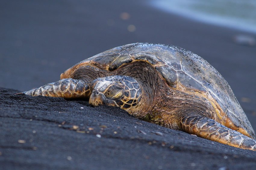 Honu taking a nap