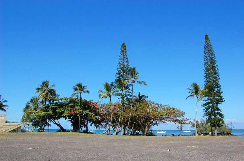 Bayfront trees