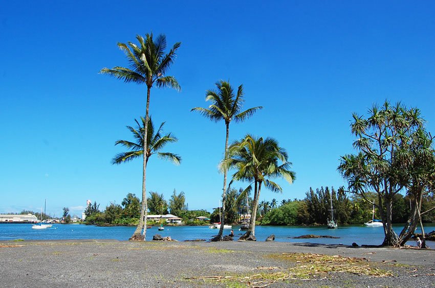 Bayfront trees