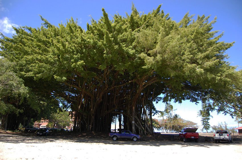 Big banyan tree