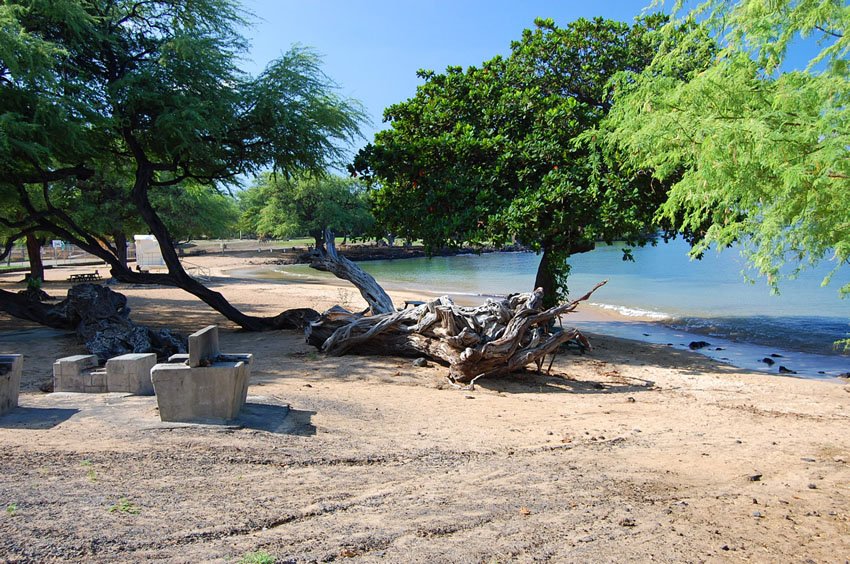 Beach trees