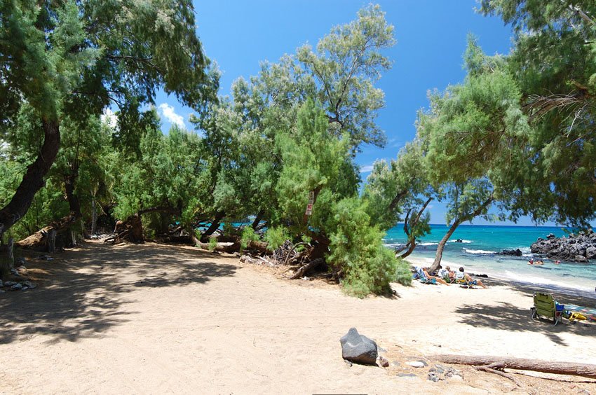 Many trees along the shoreline