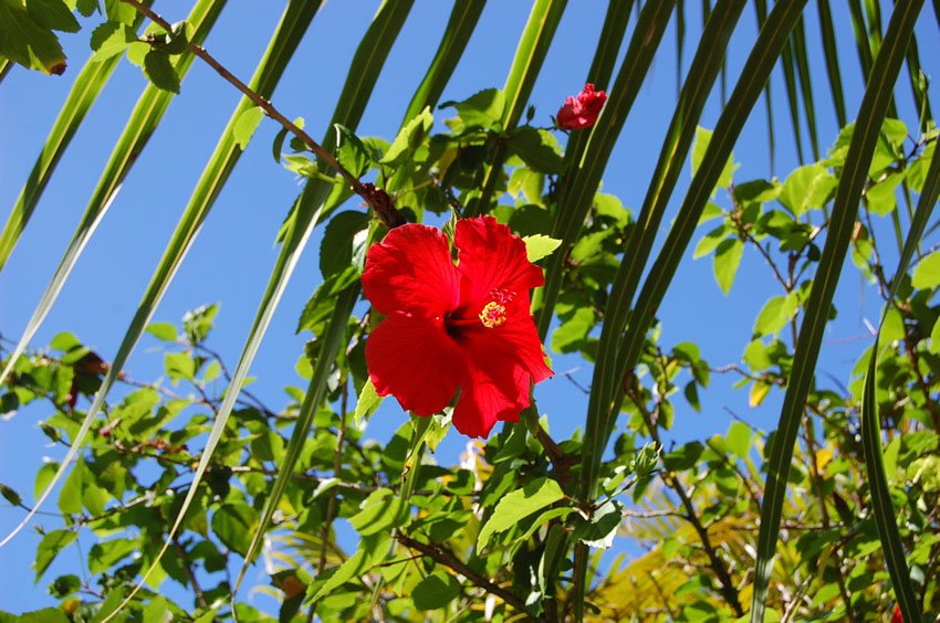 Kapoho flora