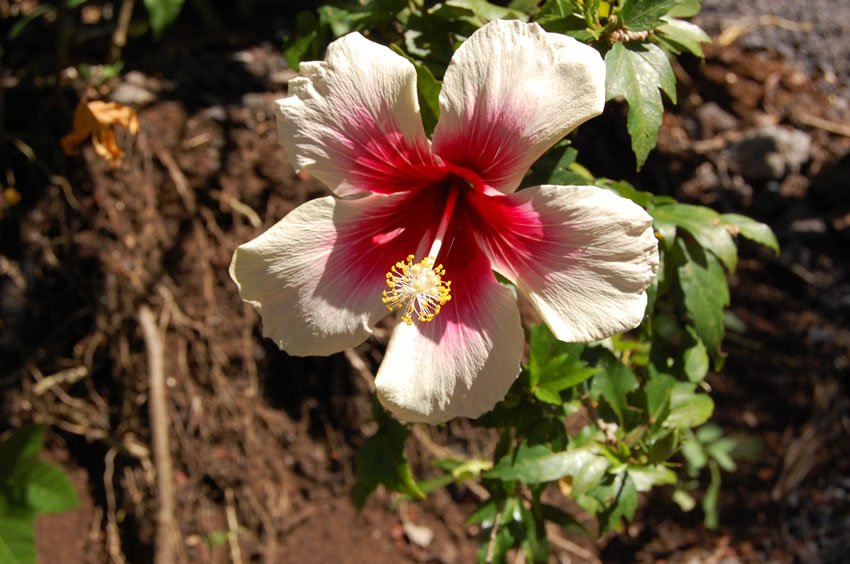 Kapoho flora