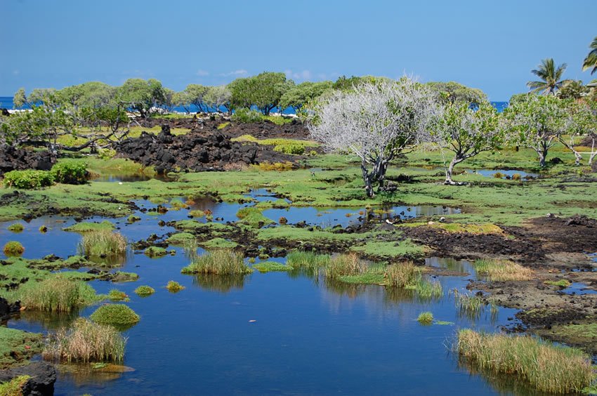 Anchialine Ponds