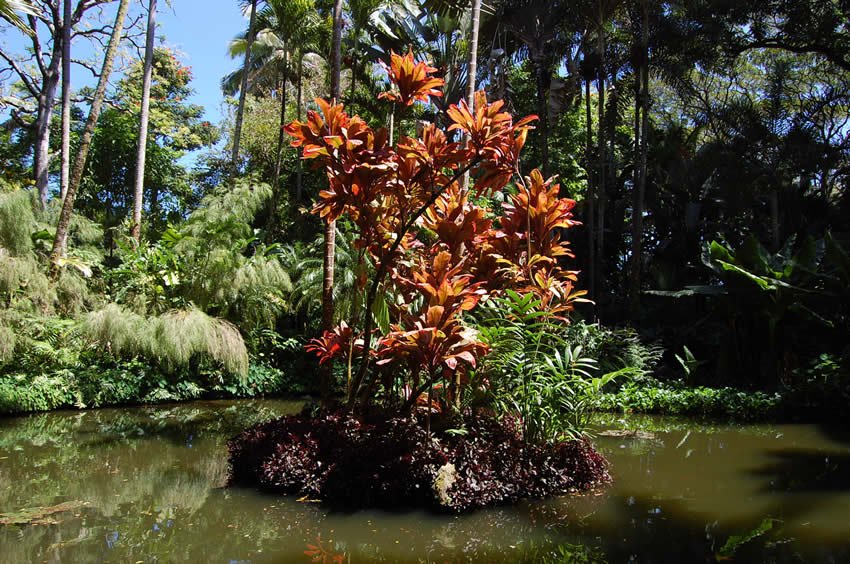 Lily pond